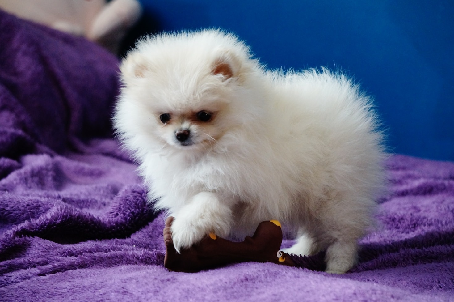 Behind the Brand: Celebrating Dogs’ Resilient Spirit