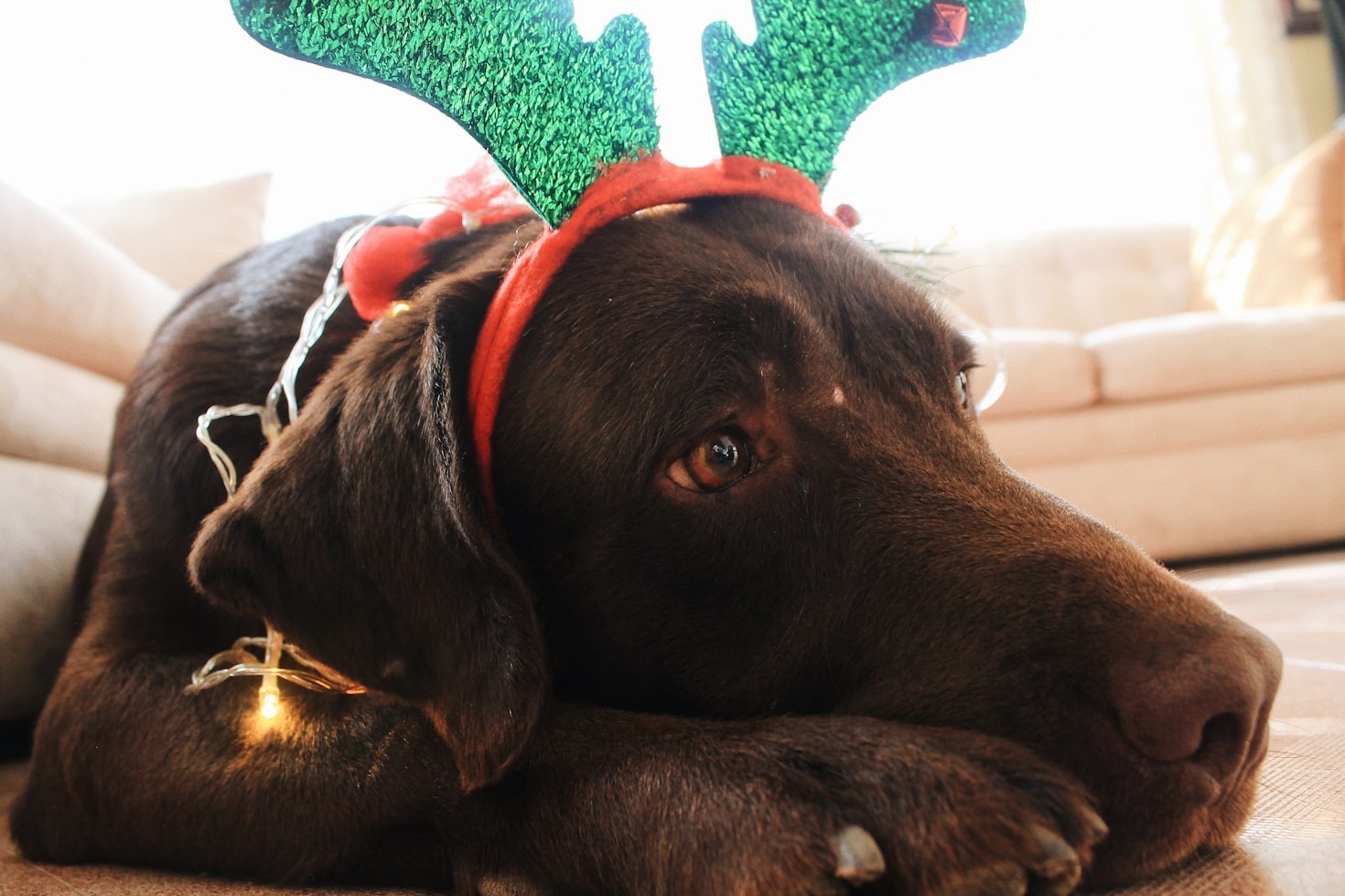 Transforming Everyday Walks with Creative Dog Gear
