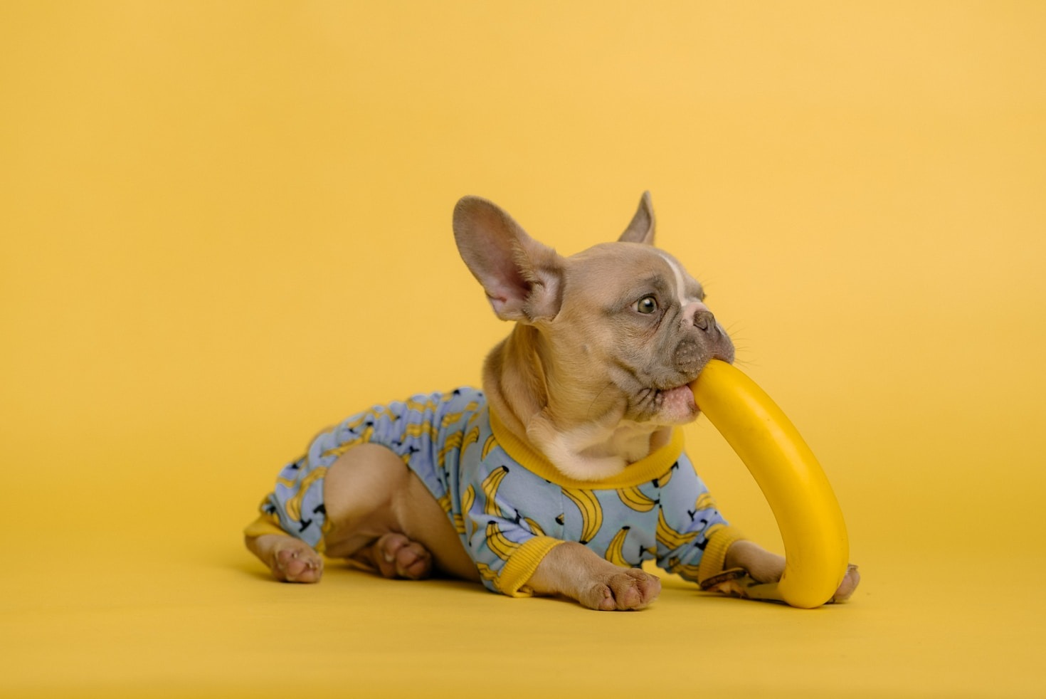 The Art of Combining Functionality and Funniness for Pets